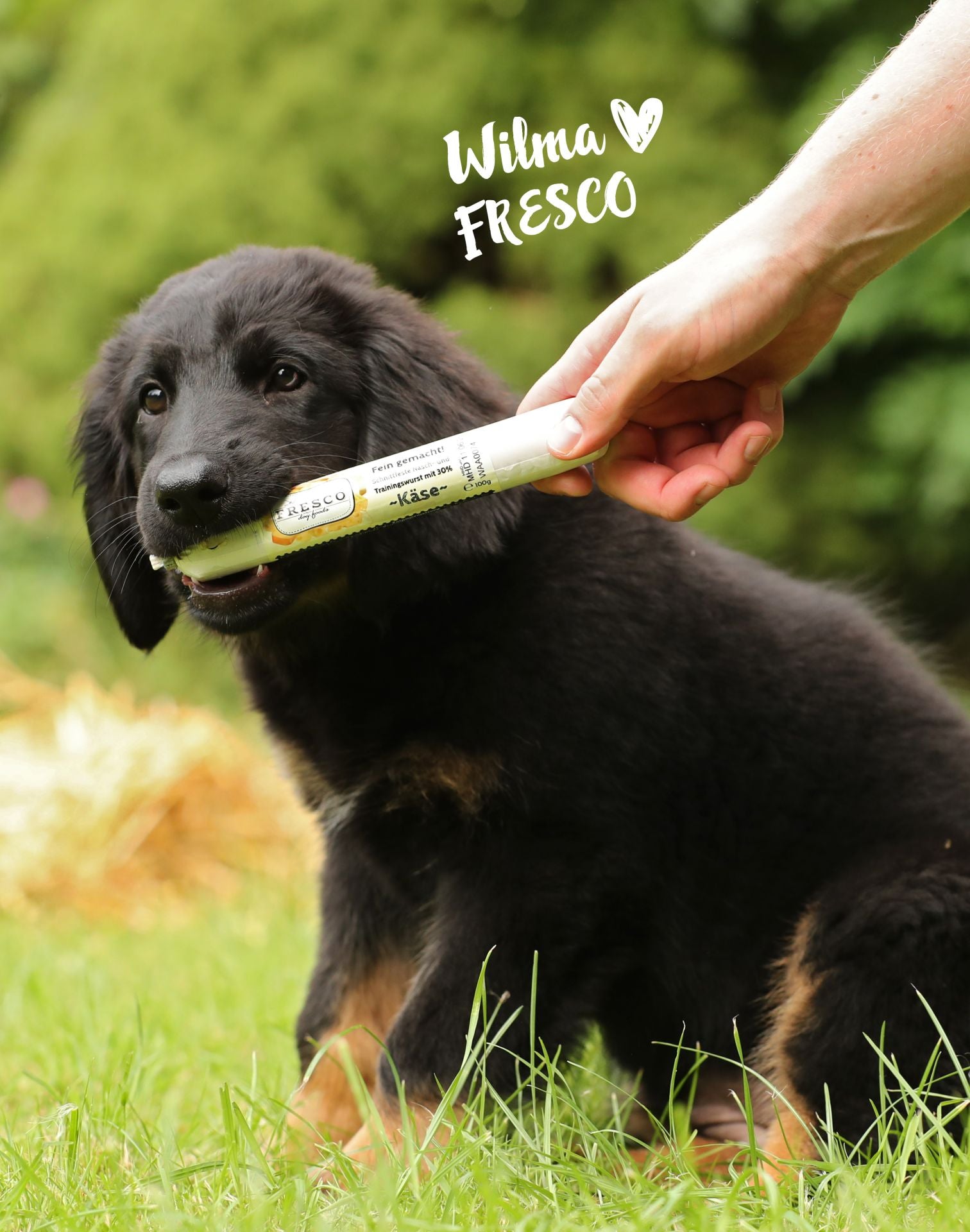 FRESCO - Fein gemacht Schnittfeste Nasch- und Trainingswurst Käse